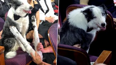 Oscars 2024: Did Messi the Dog Really ‘Clap’ for Robert Downey Jr’s Win? Here’s How the Academy Pulled Off Viral Feat Featuring Anatomy of a Fall’s Canine Star! (View Pics)