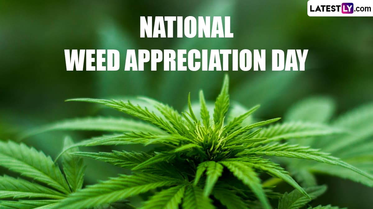 Festivals & Events News | What is National Weed Appreciation Day ...