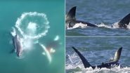 Nature’s Drama Unfolds: Orca, Also Known As Killer Whale, Captured Successfully Killing and Eating Great White Shark in Under 2 Minutes in Video (Watch)