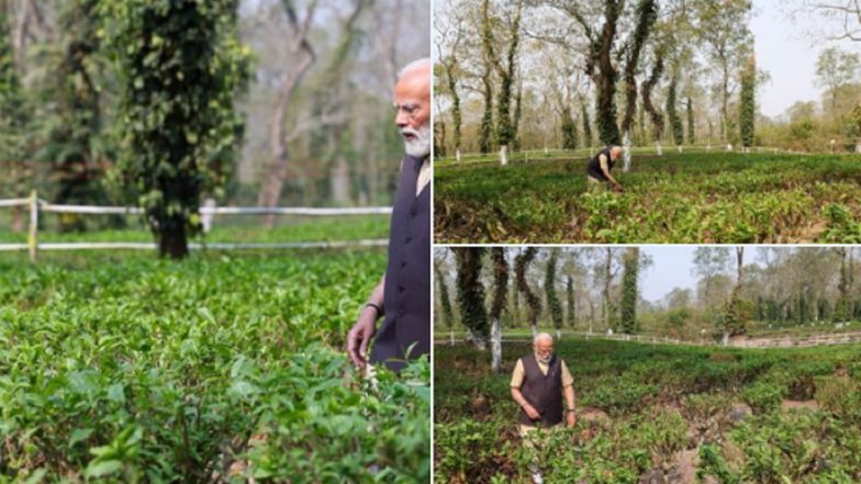 PM Modi in Assam: Prime Minister Narendra Modi Spends Time at Tea Garden in Assam, Promotes Tourism around It (See Pics)