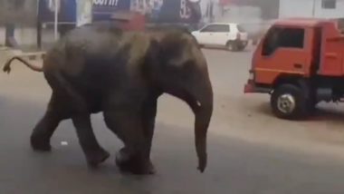 Elephant on Morning Stroll in Karnataka! Wild Elephant Seen Running Furiously on Main Road of Ponnampet in Kodagu, Viral Video Surfaces