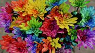 Holi 2024 DIY Natural Colours: How To Make Holi Colours From Flowers To Promote Sustainability and Eco-Consciousness
