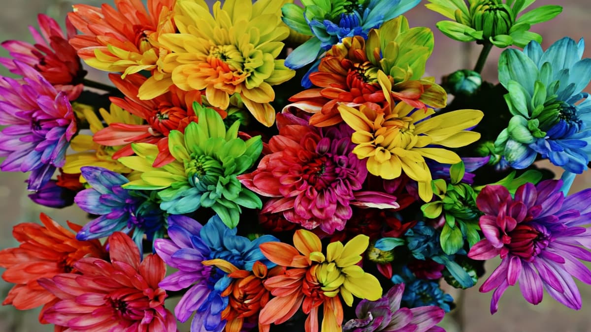 flowers used to make holi colours