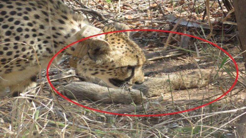 Madhya Pradesh: South African Cheetah Gamini Gives Birth to Five Cubs in Kuno National Park in Sheopur, Announces Union Minister Bhupender Yadav (See Pics and Video)