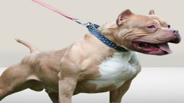 Dog Attacks, Illegal Fighting: Govt Bans Import, Breeding and Sale of Dangerous Dog Breeds Including Pitbull