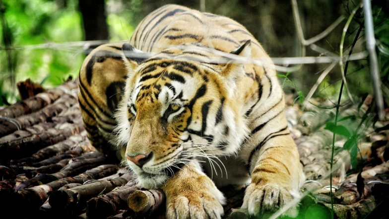 Tiger Deaths in India: 628 Tigers Died in Country in Past 5 Years Due to Natural Causes and Other Reasons, Shows Government Data