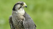 Bird Flu Death Caught on Camera in Netherlands: Falcon Suffers Painful Death at Nest Allegedly Due to H5N1 Infection, Chicks Die Too; Disturbing Video Surfaces