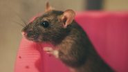 Leptospirosis in New York: Cases of Human Infection From Rat Urine Surge in NYC, Authorities Issue Health Advisory