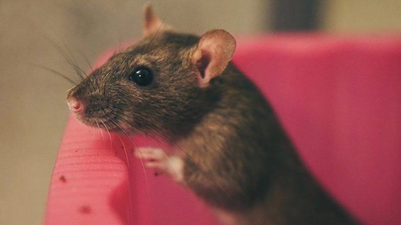 Rat Menace at Sassoon Hospital: Young Patient Dies Due to Rat Bite in ICU in Pune