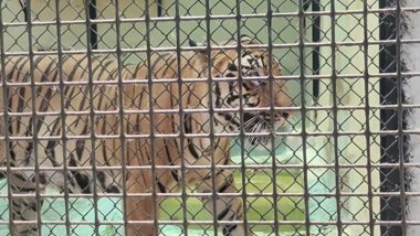 Heatwave in Kolkata: Alipore Zoo Makes Special Arrangements for Animals Suffering From Heat Wave