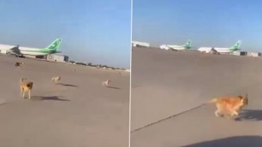 Dogs Spotted at Baghdad Airport: Viral Video Shows Pack of Stray Dogs Barking and Chasing Plane on Runway