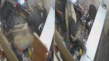 Bull Inside Shop in Delhi: Panic Erupts as Stray Cattle Enters Mobile Repair Shop in Sangam Vihar, CCTV Video Surfaces