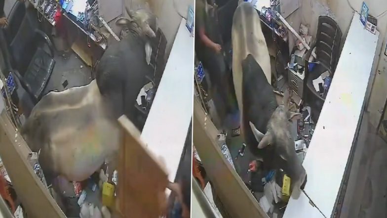 Bull Inside Shop in Delhi: Panic Erupts as Stray Cattle Enters Mobile Repair Shop in Sangam Vihar, CCTV Video Surfaces