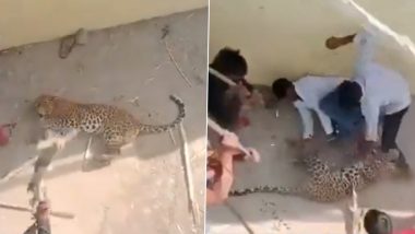 Leopard Attack Caught on Camera: Panic Among Locals as Big Cat Injures Five in Siddharthnagar, Video of People Beating Animal With Sticks Surfaces