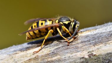 Insect Cafes in Bengaluru Aim To Conserve Wasps, Bees, Beetles and Ants and Raise Awareness Among People