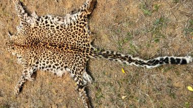 Odisha: Two Held for Smuggling Animal Products in Kalahandi District, STF Seizes Leopard Skin