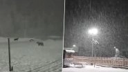 Jammu and Kashmir: Bear Ventures Into Wintry Wonderland As Sonamarg Enjoys Fresh Snowfall (Watch Videos)