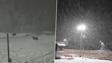 Jammu and Kashmir: Bear Ventures Into Wintry Wonderland As Sonamarg Enjoys Fresh Snowfall (Watch Videos)