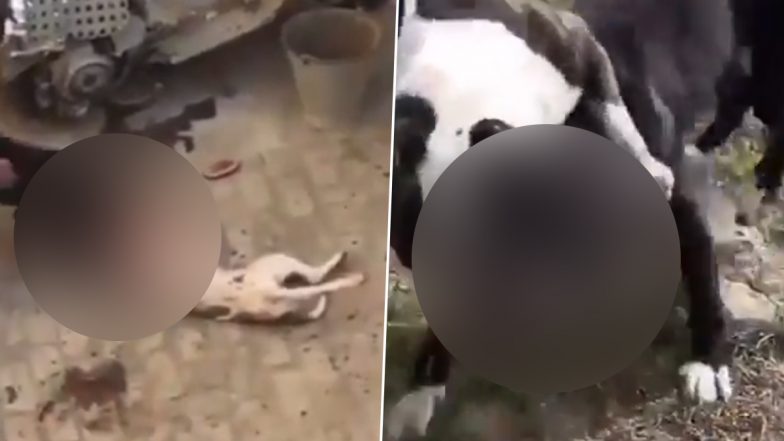 Ghaziabad Dog Fight Video: Pitbull Made to Wrestle With Stray Dogs for Instagram Reels, Disturbing Clip Goes Viral