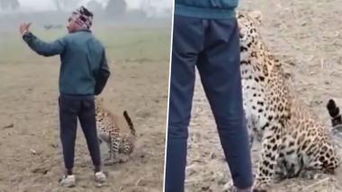 Selfie With Leopard: Man Casually Takes Picture With Big Cat on Farm, Video Goes Viral