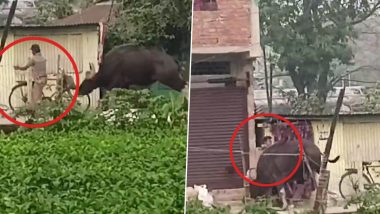 Wild Gaur Charges at Man, Throws Him in Air After the Latter Provoked it; Horrifying Video Surfaces