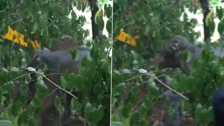 Kerala: Wild Elephant Rescued From Water-Filled Pit in Ernakulam, Video Surfaces