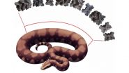 Vasuki Indicus: Scientists Find Fossil of ‘Largest Snake to Have Ever Existed’ in Gujarat With Estimated Length of 50 Feet