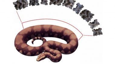 Scientists Find Fossil of Vasuki Indicus, ‘Largest Snake to Have Ever Existed’ in Gujarat