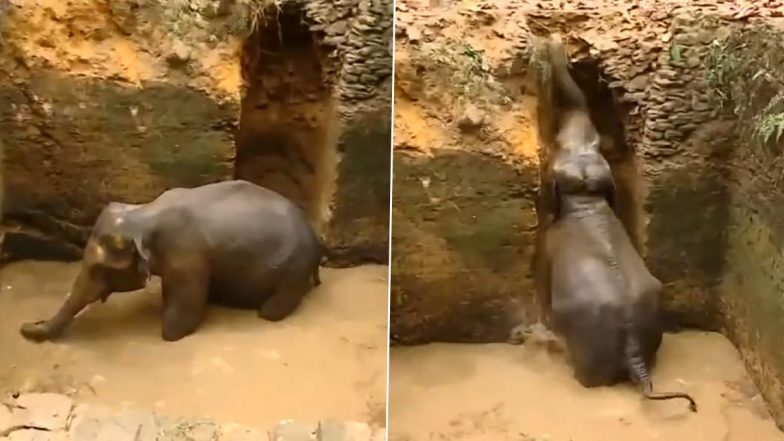 Kerala: Wild Elephant Falls Into Water-Filled Pit in Ernakulam District, Rescue Operation Underway (Watch Video)