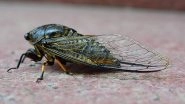 Cicada Geddon Invasion in US: Trillions of &lsquo;Zombie&rsquo; Insects to Emerge From Ground in Rare Natural Phenomenon in 221 Years, Say Report