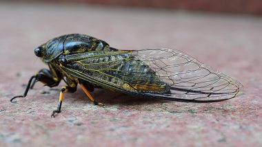 Cicada Geddon Invasion in US: Trillions of ‘Zombie’ Insects to Emerge From Ground in Rare Natural Phenomenon in 221 Years, Say Report