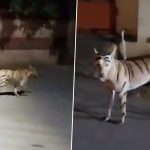 ‘Tiger’ Roaming Freely in Puducherry? Stray Dog Painted in Orange and Black Stripes Triggers Panic Among Residents in Lawspet, Police Launch Hunt to Catch Canine (Watch Video)