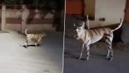 'Tiger' Roaming Freely in Puducherry? Stray Dog Painted in Orange and Black Stripes Triggers Panic Among Residents in Lawspet, Police Launch Hunt to Catch Canine (Watch Video)