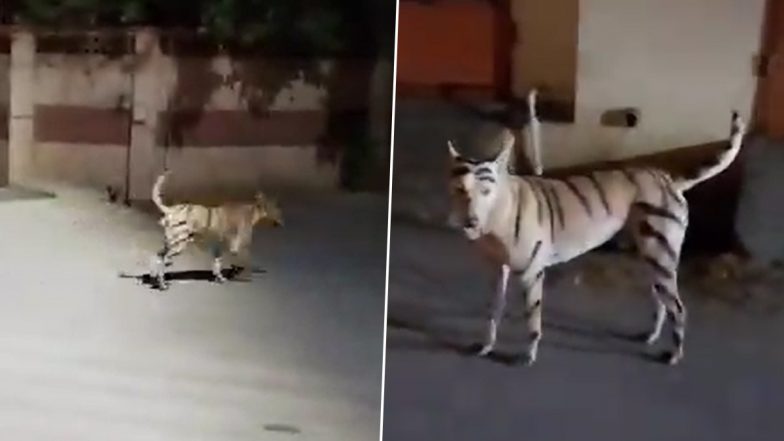 'Tiger' Roaming Freely in Puducherry? Stray Dog Painted in Orange and Black Stripes Triggers Panic Among Residents in Lawspet, Police Launch Hunt to Catch Canine (Watch Video)