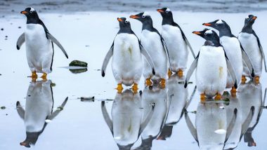 Bird Flu Killing Penguins? Thousands of Penguins Found Dead on Island in Antarctica, Scientists Suspect H5N1 Avian Flu to Be Cause of Deaths