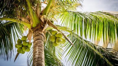 Lakshadweep: Coconut-based Industry Seeks Geographical Tag for Enhanced Market Access