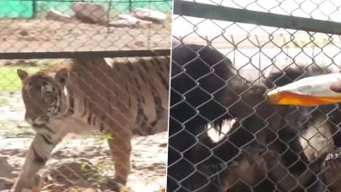 Rajasthan: Nahargarh Biological Park Implements Cooling Measures for Animals Amid Heat Wave in Jaipur (Watch Video)