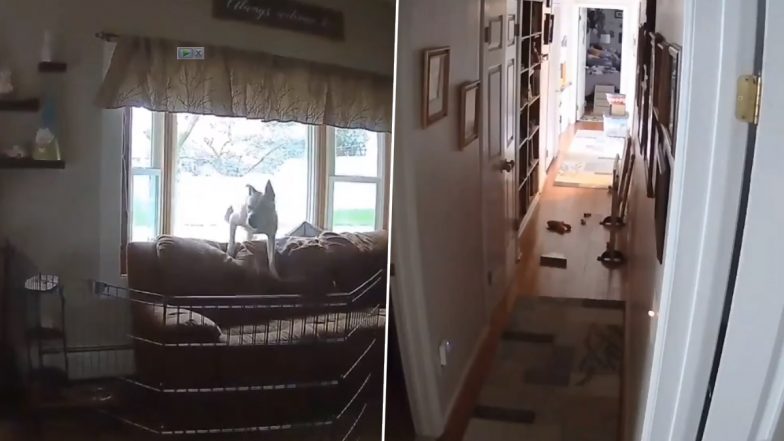 Earthquake in New Jersey: Pet Dog Senses Quake Seconds Before It Hits, Video Goes Viral