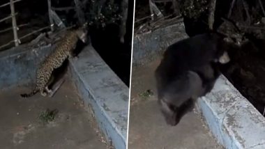 Tamil Nadu: Leopard and Black Bear Spotted Roaming on Roof of House in Ooty, CCTV Video Surfaces