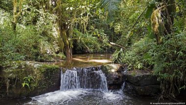 Why Are Forests So Important?