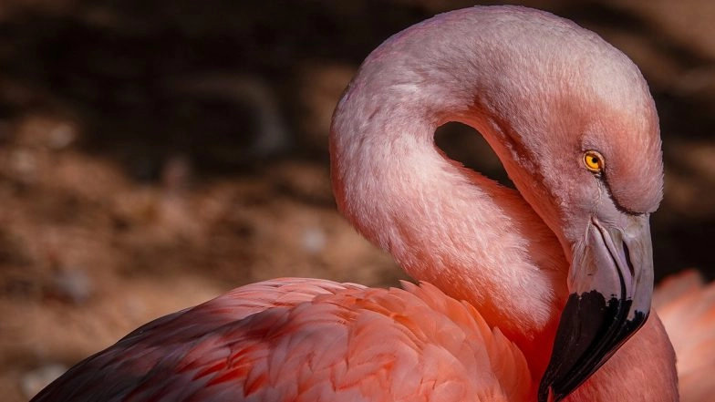 Flamingos Found Dead in Navi Mumbai: Five Flamingo Birds Discovered Dead, Six Rescued From Premises of DPS Lake in Seawood, Video Surfaces