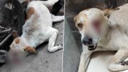 Ghaziabad Horror: Man Pierces Stray Dog's Eye With Hot Iron Rod, UP Police Respond as Disturbing Photos Surface Online