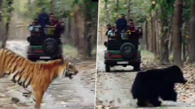 Uttar Pradesh Viral Video: Clip Showing Tiger Chasing Sloth Bear in Pilibhit Tiger Reserve Sends Internet into Tizzy