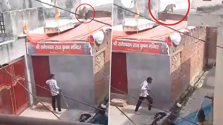 Leopard Spotted in Meerut: Big Cat Enters House in Uttar Pradesh, Captured After Eight-Hour Long Operation (Watch Video)