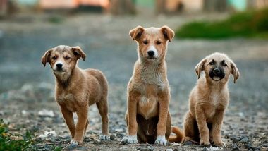 Palghar: Three Puppies Crushed to Death by Car in Housing Complex in Virar; Case Registered
