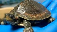 World News | Pak: Hundreds of Turtles Killed by Electrocution in Chiniot