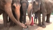 India News | Shower Bath, Mud Bath, Swimming Pools Provided for Elephants to Cope with Summer at Elephant Rehabilitation Centre Near Trichy