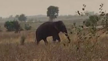India News | Two Trampled to Death by Wild Elephant in Telangana's Asifabad