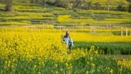 Business News | Fields of Gold: India Anticipates Record Mustard Crop, Projected at 120.90 Lakh Tonnes in 2023-24