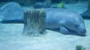 World News | UAE: National Aquarium Abu Dhabi Houses Two African Manatees